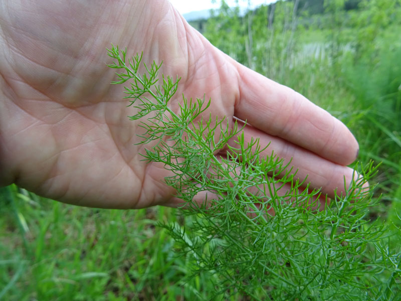 Foeniculum vulgare / Finocchio comune